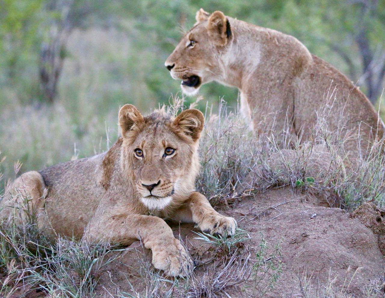 Imbali Safari Lodge Mluwati Concession Ngoại thất bức ảnh