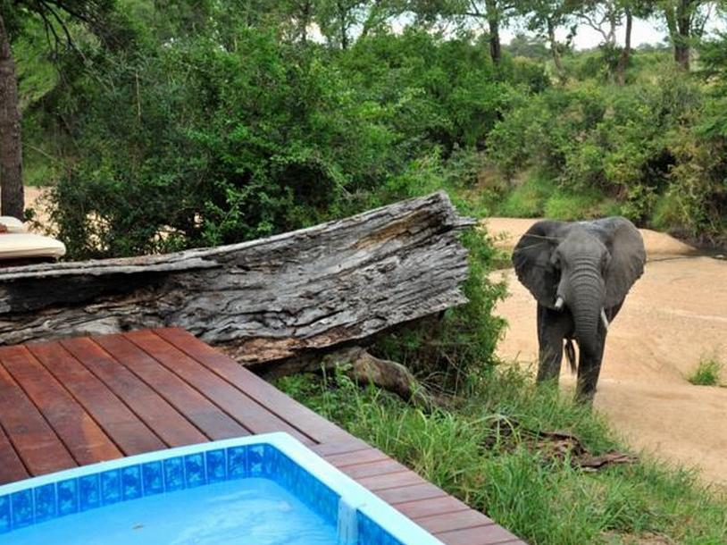Imbali Safari Lodge Mluwati Concession Ngoại thất bức ảnh